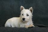 5. Westie Quatre mois 004